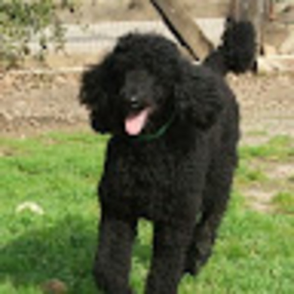 Meet your Posher, Mary - Picture 1 of 1